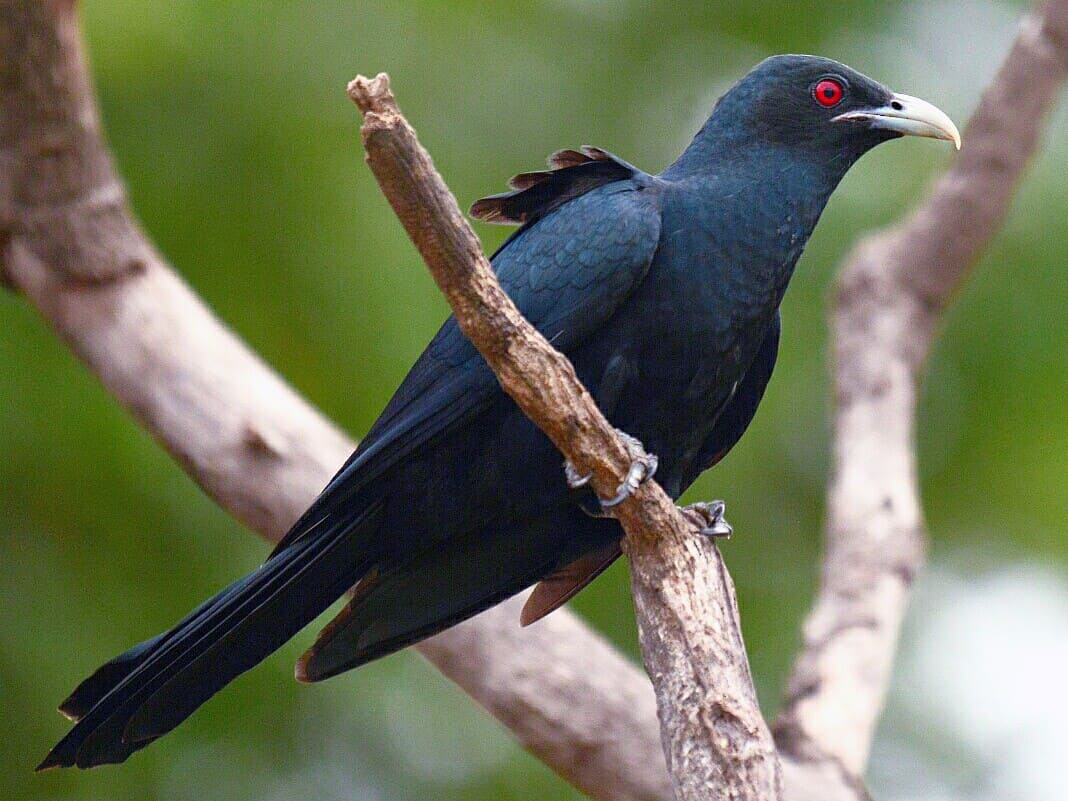 Asian Koel